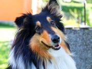 Collie Closeup of a beautiful Collie