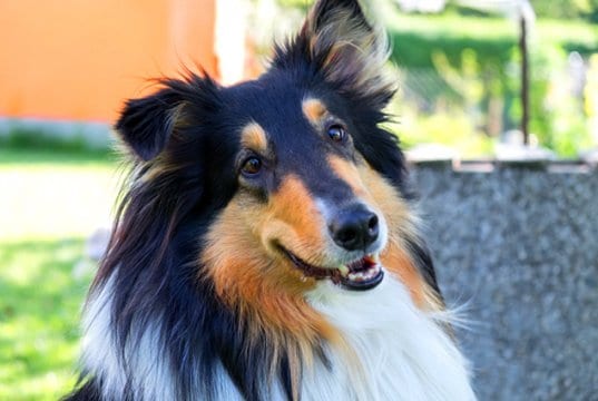Closeup of a beautiful Collie
