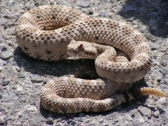 Snake Locomotion: How Do Legless Animals Move Around?
