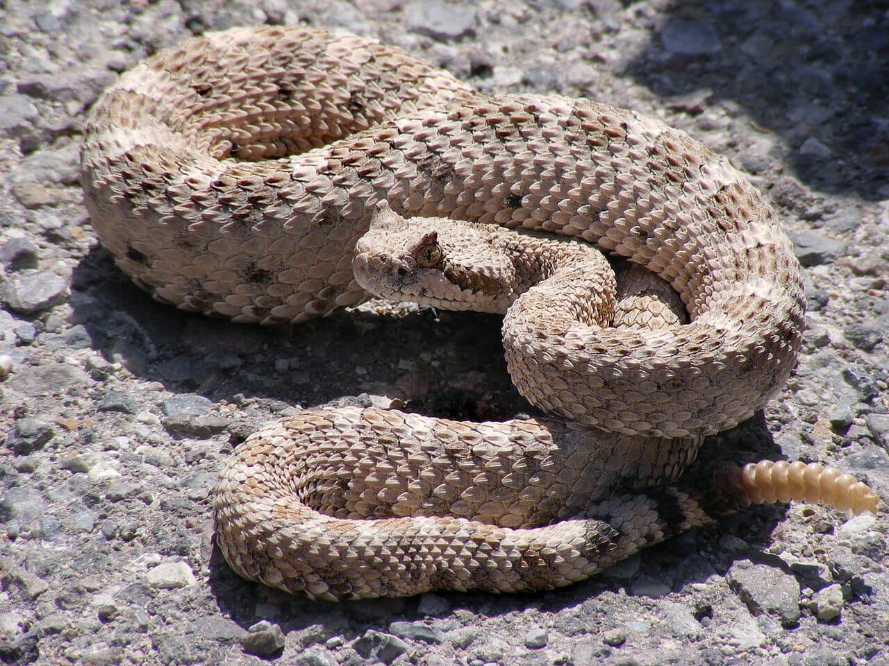 https://en.wikipedia.org/wiki/Crotalus_cerastes#/media/File:Crotalus_cerastes_mesquite_springs_CA-2.jpg