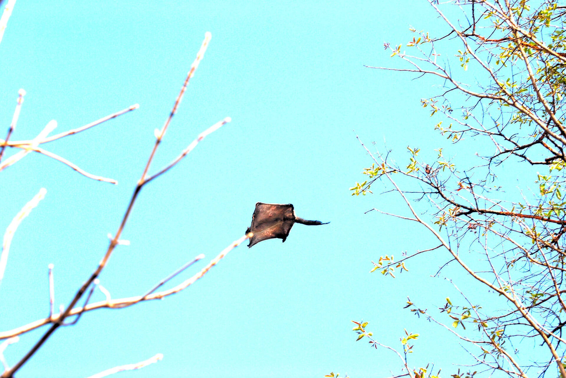 https://en.wikipedia.org/wiki/Flying_squirrel#/media/File:Gliding_flying_squirrel.jpg