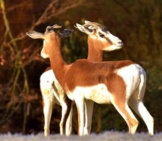 A Pair Of Female Impala At The Edge Of The Woods