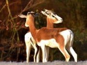 Impala A pair of female Impala at the edge of the woods