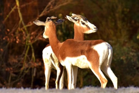 A pair of female Impala at the edge of the woods