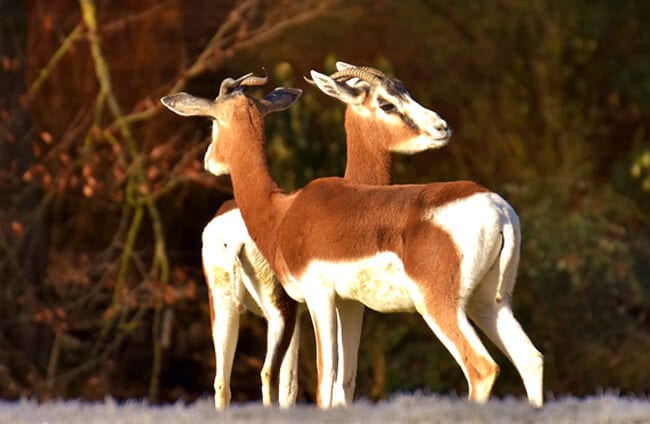 Impala - Description, Habitat, Image, Diet, and Interesting Facts