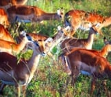 A Herd Of Female Impala