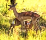 Female Impala Nursing Her Calf