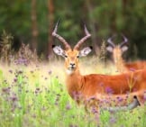 Impala Buck Alert In A Meadow