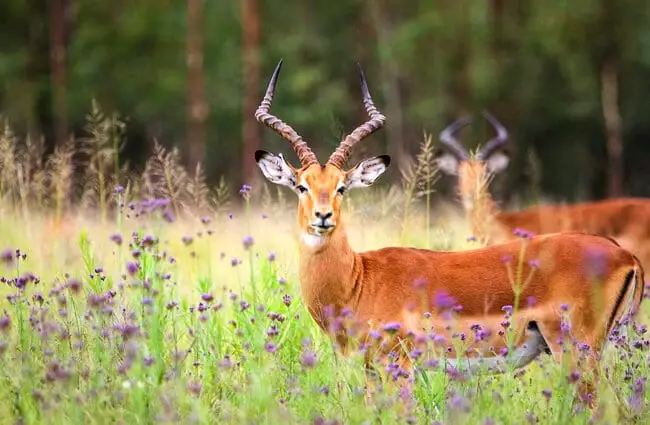 Impala buck alert in a meadow