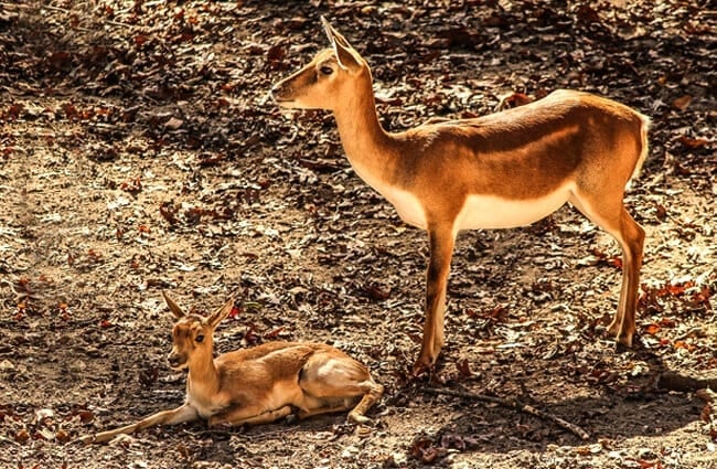 Mother Impala and her calf