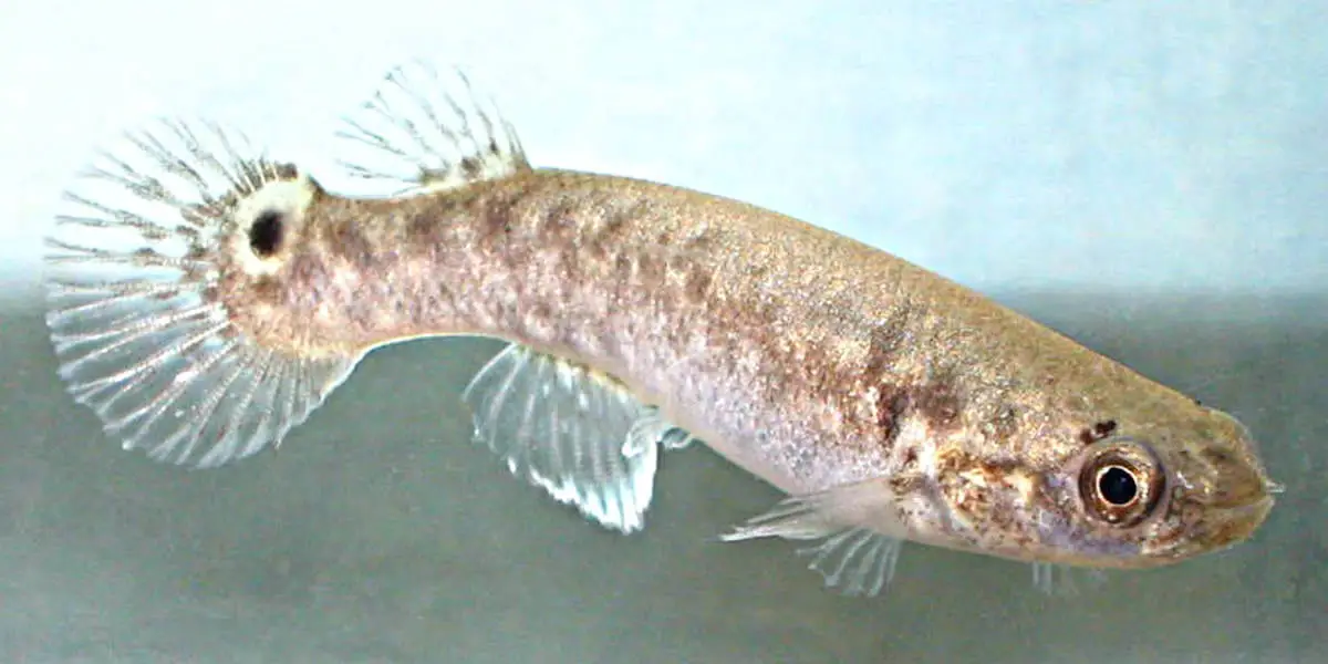 https://en.wikipedia.org/wiki/Mangrove_rivulus#/media/File:Kriptolebias_marmoratus.jpg