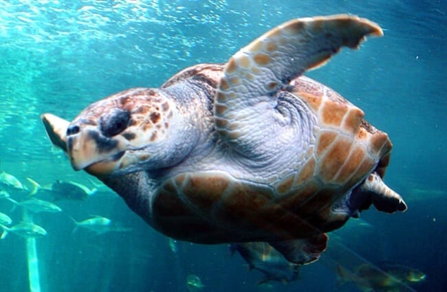 Гоггерхедская черепаха плывет у поверхности воды. Фото: Дэмиен дю Туа https://creativecommons.org/licenses/by/2.0/