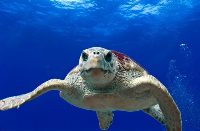 черепаха логгерхед в теплых водах