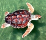 Colorful Loggerhead Turtle In Shallow Waters