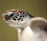 Closeup Of A Loggerhead Turtle&Amp;#039;S Head