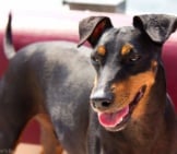 Closeup Of A Manchester Terrier Photo By: Roger Ahlbrand Https://Creativecommons.org/Licenses/By/2.0/ Awarded The Flikr Award