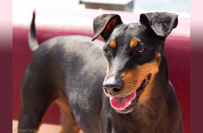 Closeup of a Manchester Terrier Photo by: Roger Ahlbrand https://creativecommons.org/licenses/by/2.0/ Awarded the Flikr Award