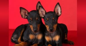 A pair of Manchester Terrier puppiesPhoto by: (c) Colecanstock www.fotosearch.com