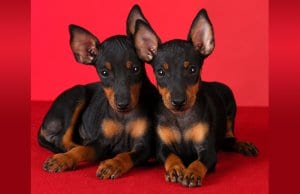 A pair of Manchester Terrier puppiesPhoto by: (c) Colecanstock www.fotosearch.com
