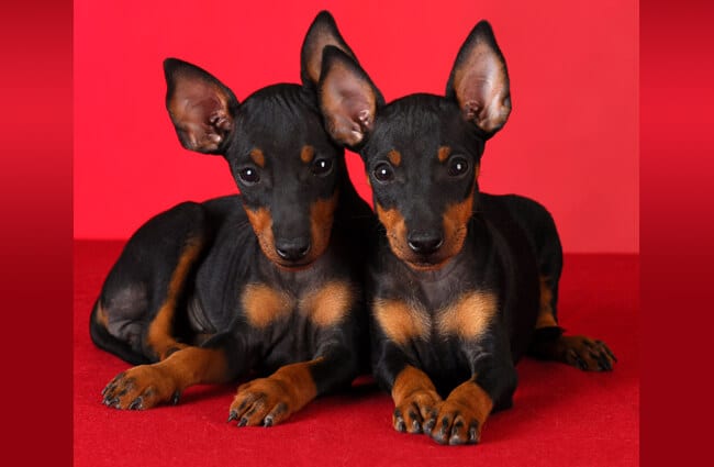 Manchester terrier 2025 for sale price