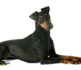 Portrait Of A Beautiful Manchester Terrier Photo By: (C) Cynoclub Www.fotosearch.com