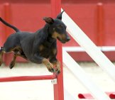 Manchester Terrier On The Agility Course Photo By: (C) Cynoclub Www.fotosearch.com