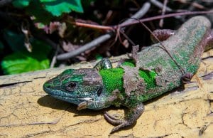 https://upload.wikimedia.org/wikipedia/commons/thumb/c/c5/Balcan_Green_Lizard_2.JPG/1280px-Balcan_Green_Lizard_2.JPG