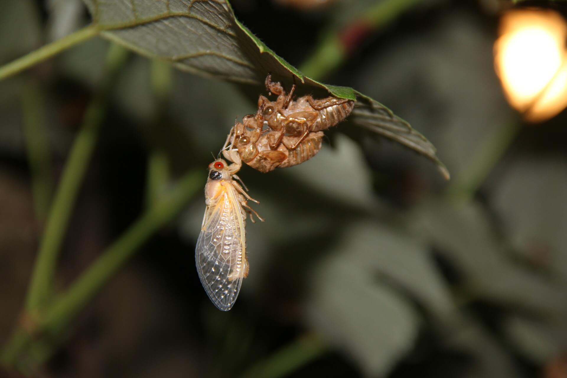 https://pixabay.com/en/cicada-insect-bugs-close-up-shell-362108/