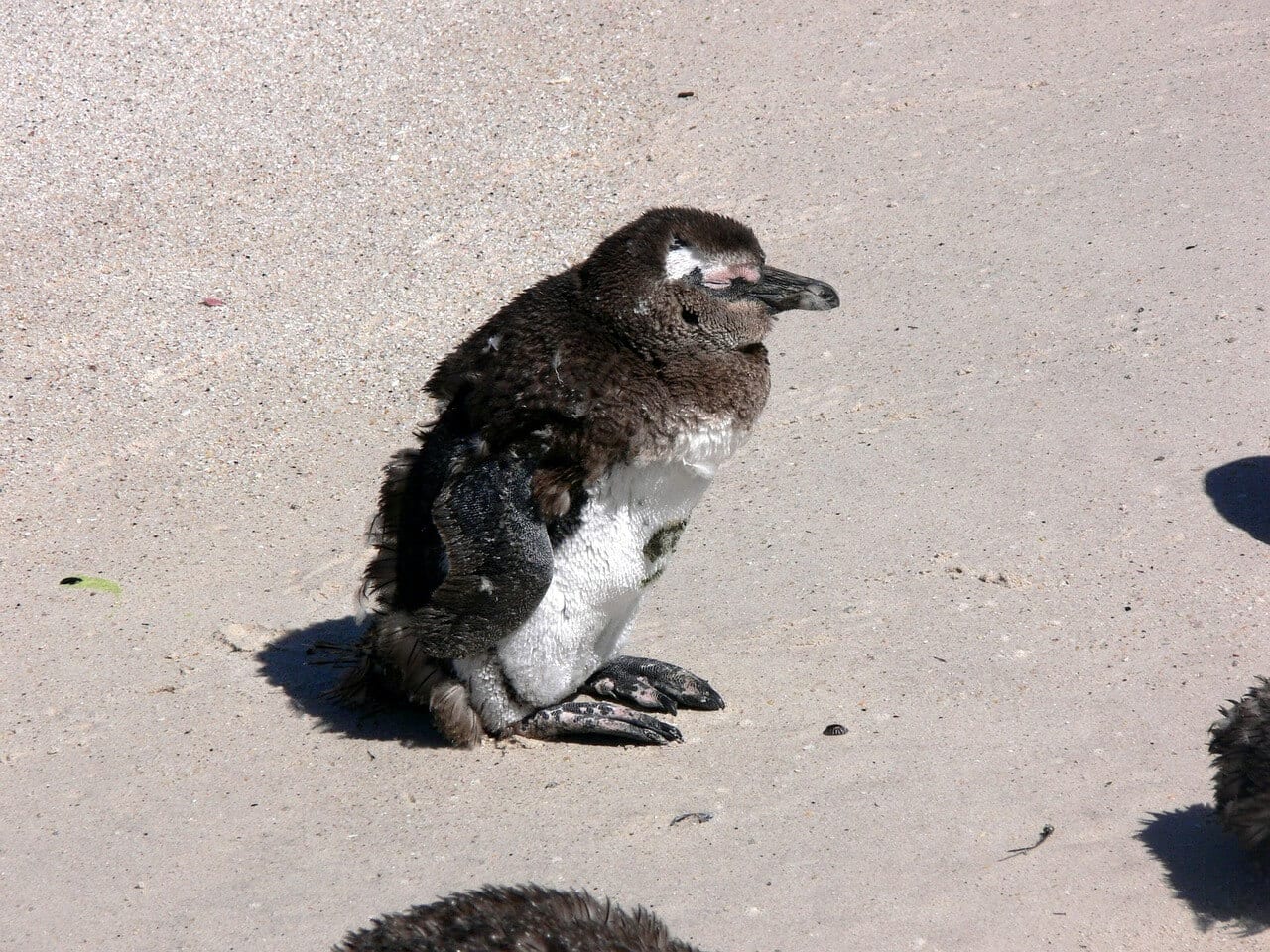 https://pixabay.com/en/molting-beach-feathers-penguin-164457/