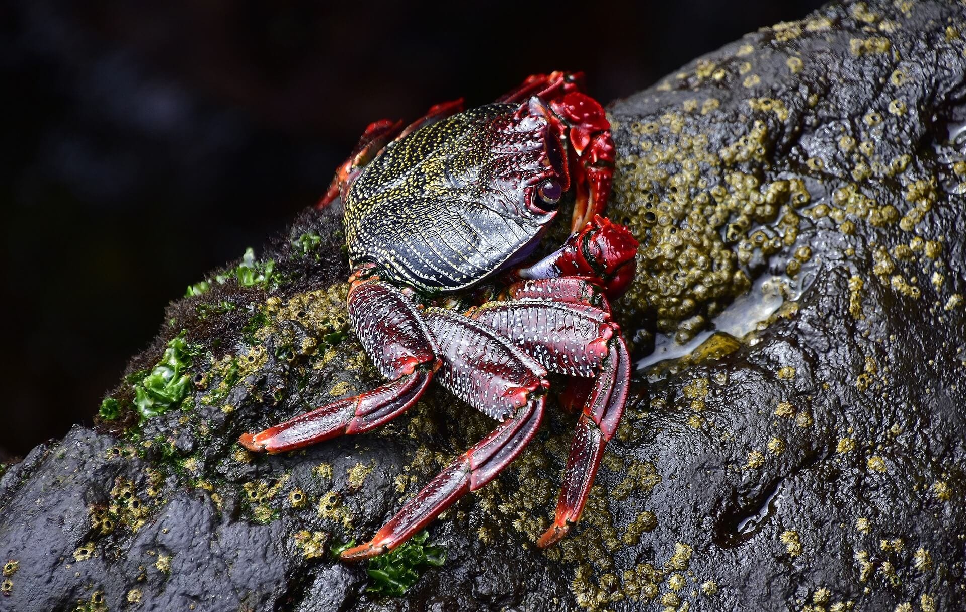 https://pixabay.com/en/sea-crab-rocks-crustacean-3449218/