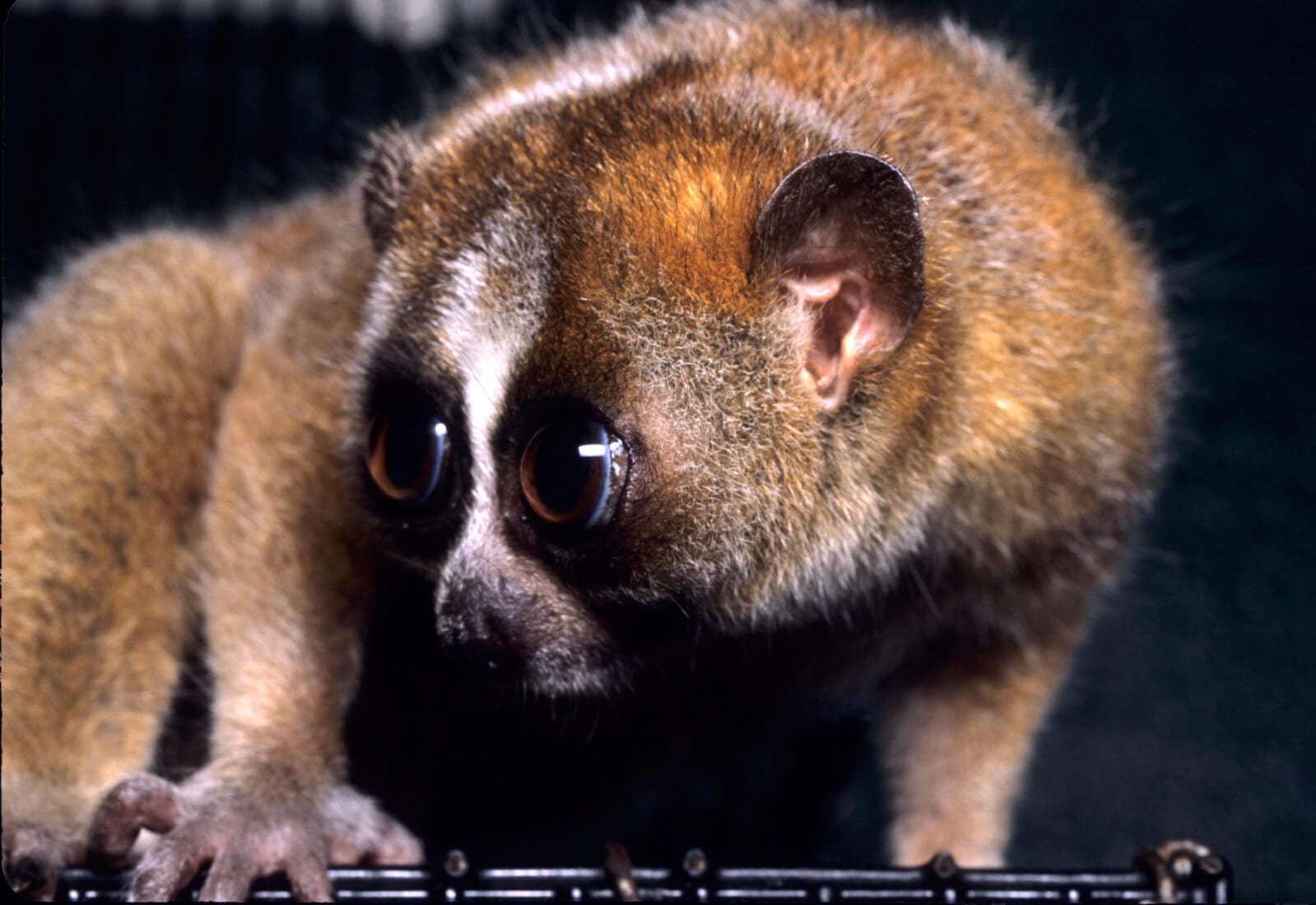 https://en.wikipedia.org/wiki/Slow_loris#/media/File:Nycticebus_pygmaeus_003.jpg