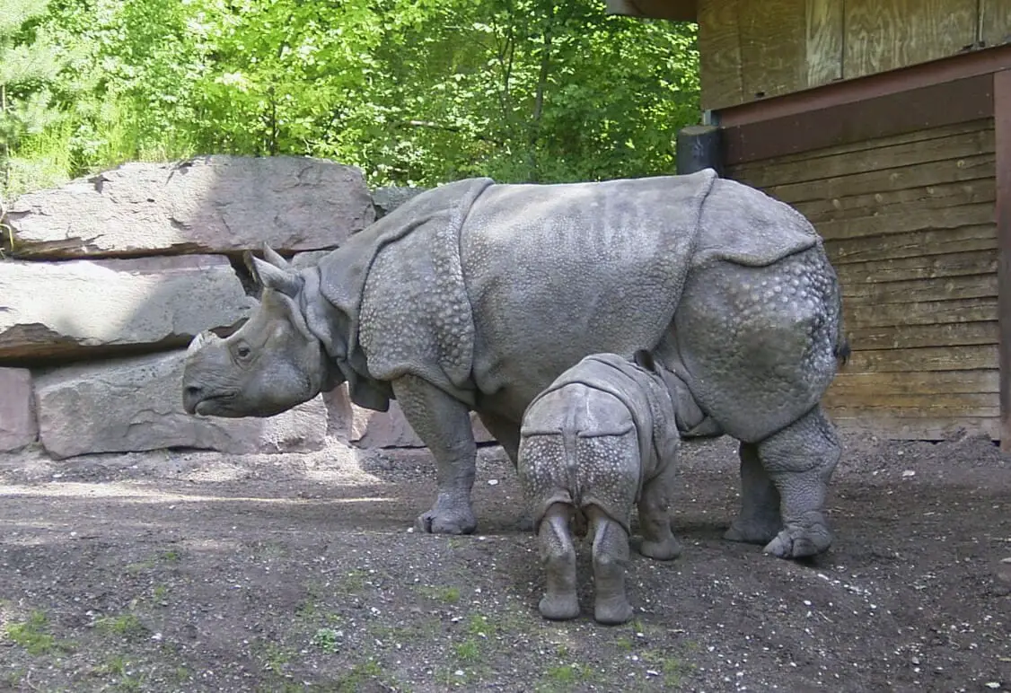 https://en.wikipedia.org/wiki/Javan_rhinoceros#/media/File:Panzernashorn2004.jpg