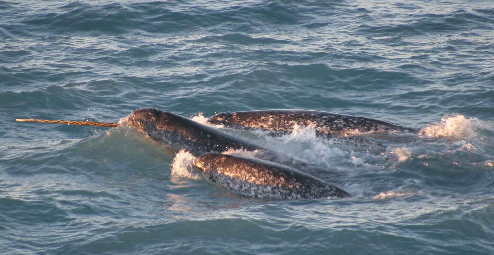 https://en.wikipedia.org/wiki/Narwhal#/media/File:Pod_Monodon_monoceros.jpg