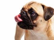 Pug Closeup of a pug cleaning his snout