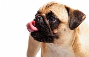 Closeup of a pug cleaning his snout
