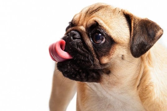 Closeup of a pug cleaning his snout