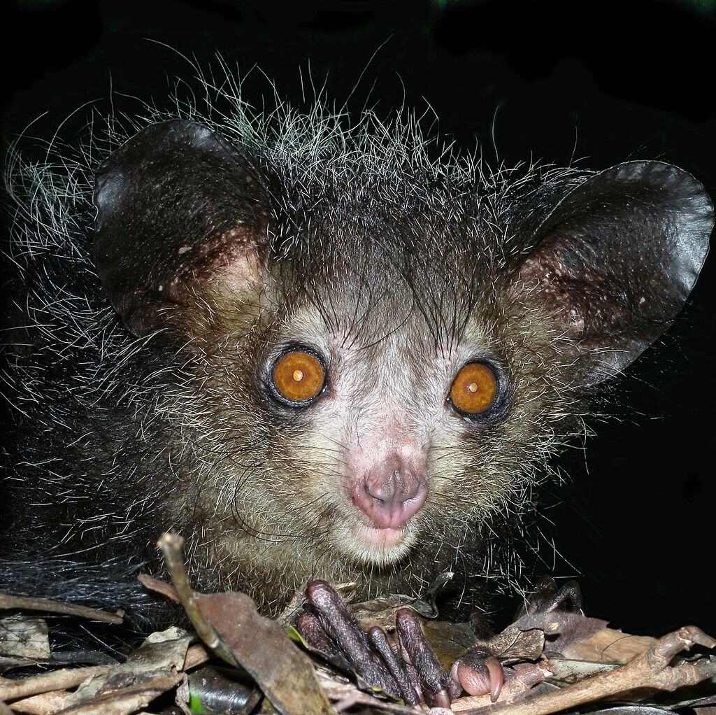 https://en.wikipedia.org/wiki/Aye-aye#/media/File:Aye-aye_at_night_in_the_wild_in_Madagascar.jpg