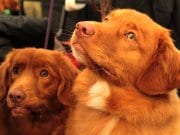 A pair of Nova Scotia Duck Tolling Retrievers