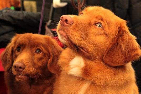 A pair of Nova Scotia Duck Tolling Retrievers