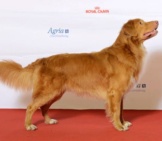Nova Scotia Duck Tolling Retriever Outside The Show Ring Photo By: Svenska Mässan Https://Creativecommons.org/Licenses/By-Sa/2.0/