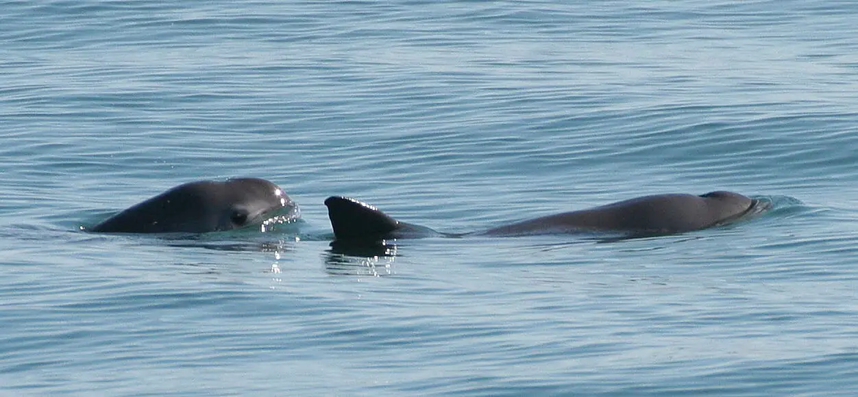 https://en.wikipedia.org/wiki/Vaquita#/media/File:Vaquita6_Olson_NOAA.jpg