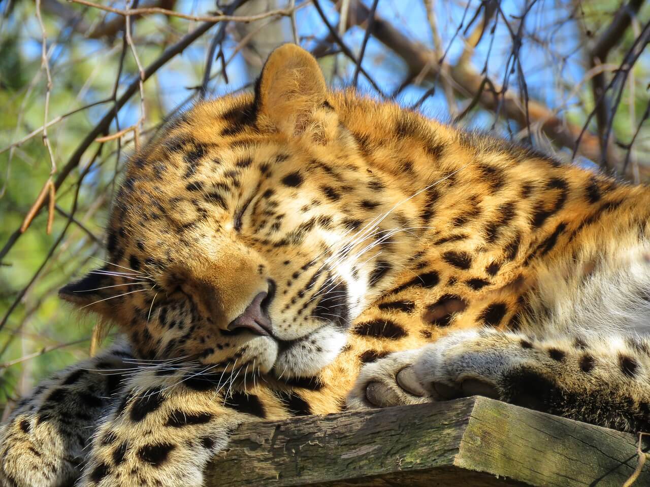 https://pixabay.com/en/amur-leopard-asian-leopard-big-cat-3191126/