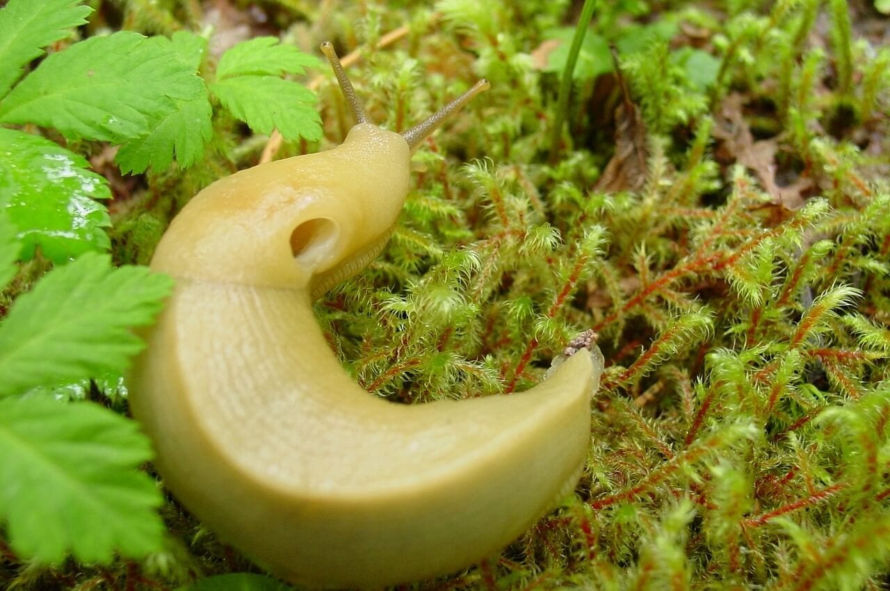 https://pixabay.com/en/banana-slug-wilderness-nature-1765274/