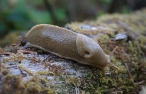 https://pixabay.com/en/banana-slug-wilderness-nature-1765275/