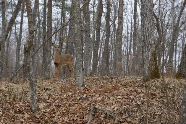 Camouflage: Hiding in Plain Sight from Predators and Prey