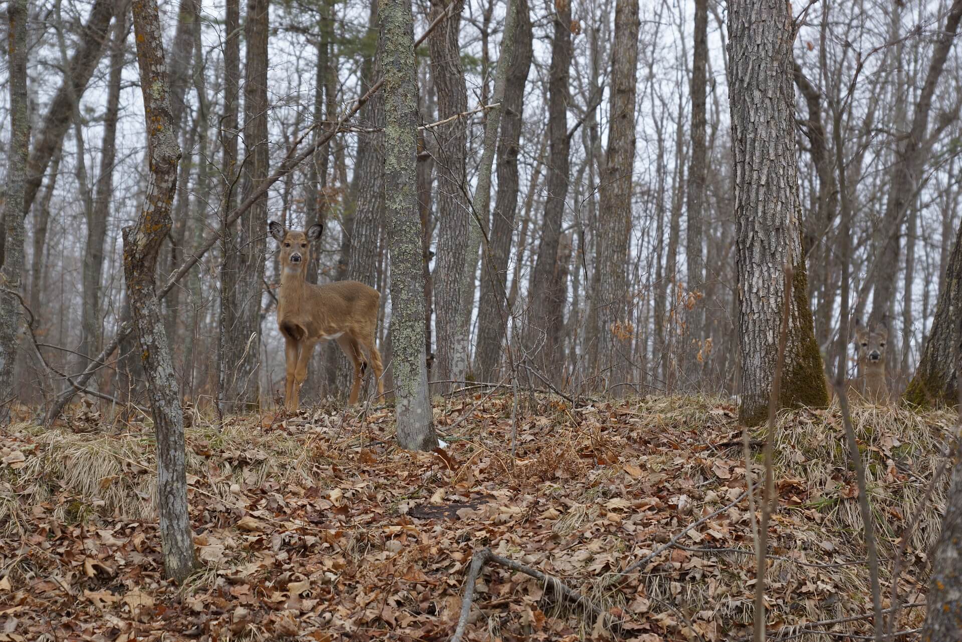 https://pixabay.com/en/camouflage-deer-brown-nature-1309811/