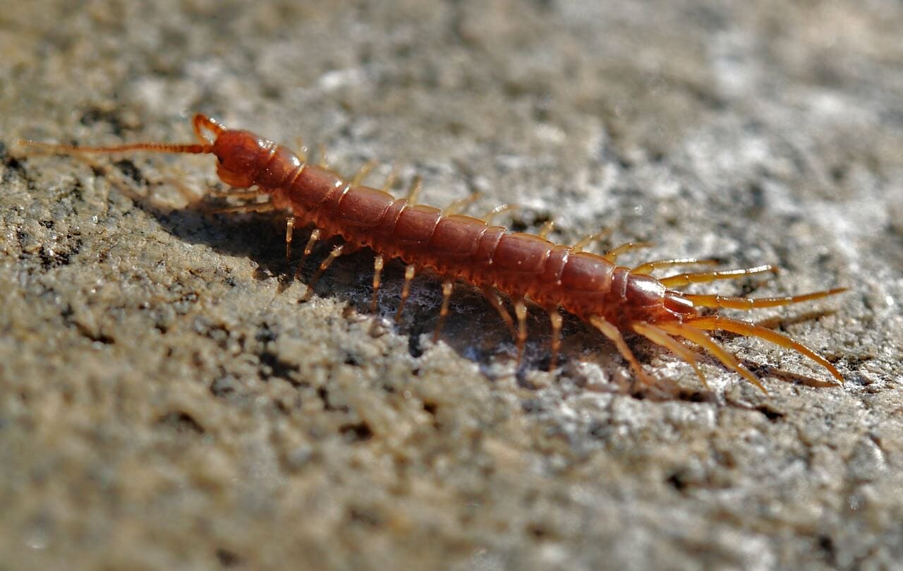 https://pixabay.com/en/centipede-creep-worm-creeping-8695/
