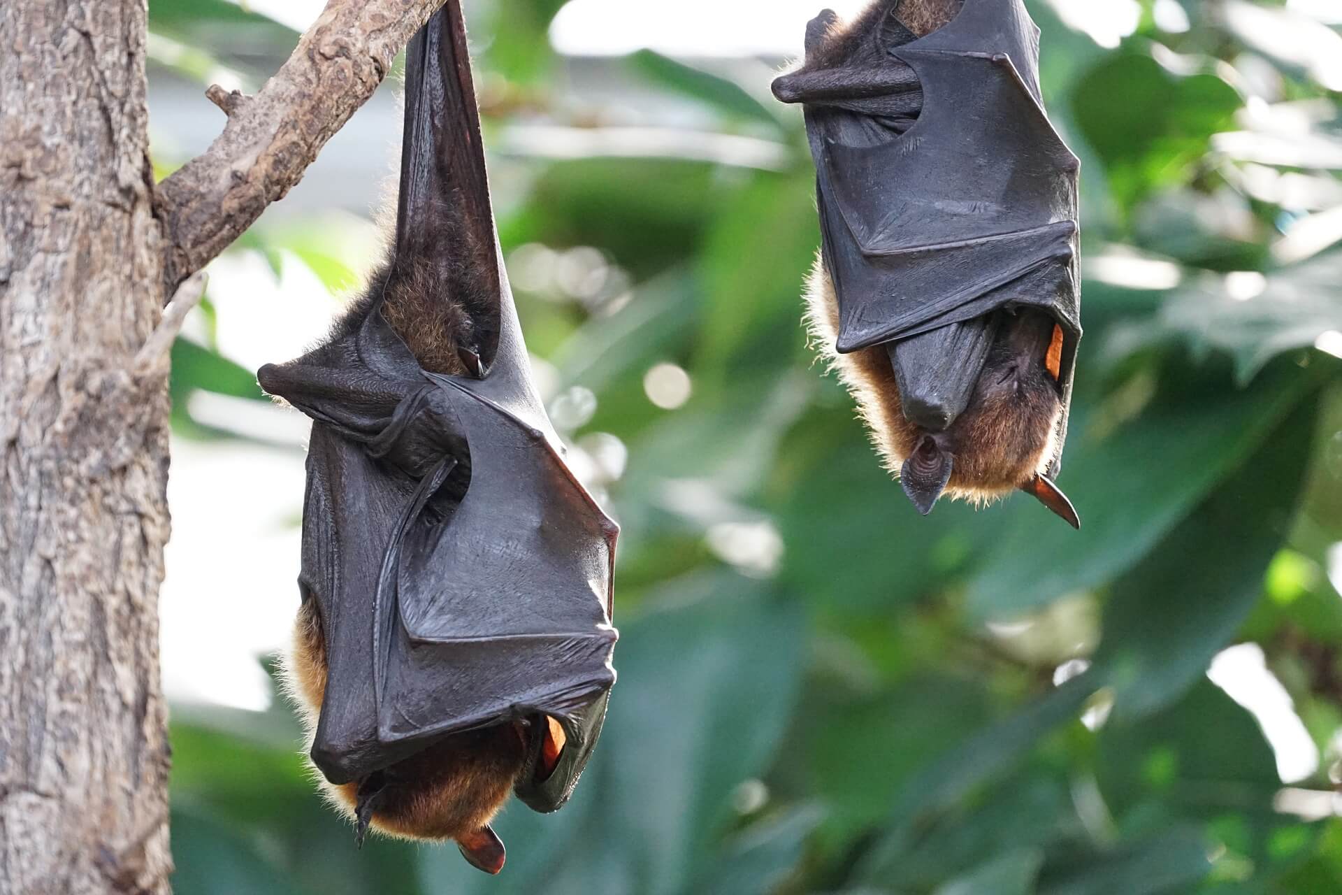 https://pixabay.com/en/flying-foxes-bat-tropical-bat-2237209/