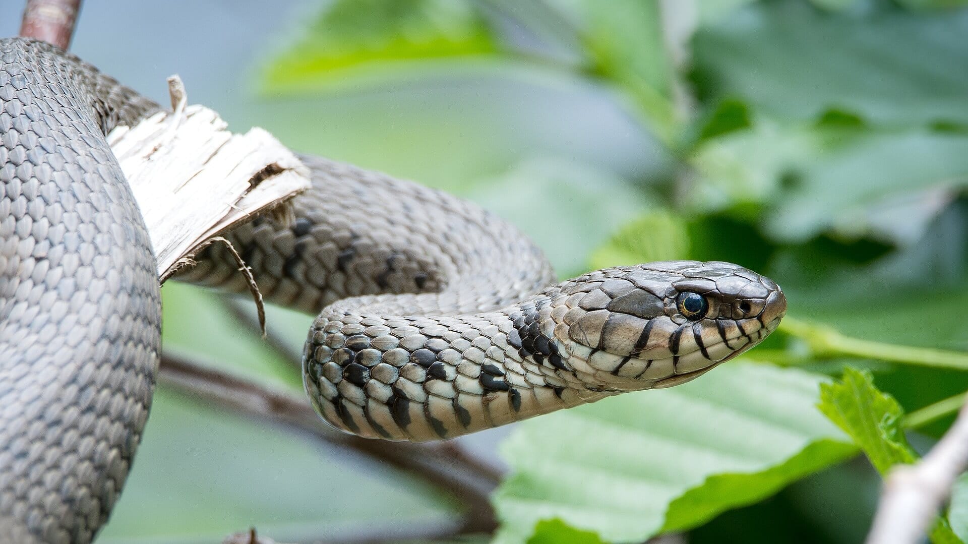 https://pixabay.com/en/grass-snake-natrix-helvetica-snake-2104087/