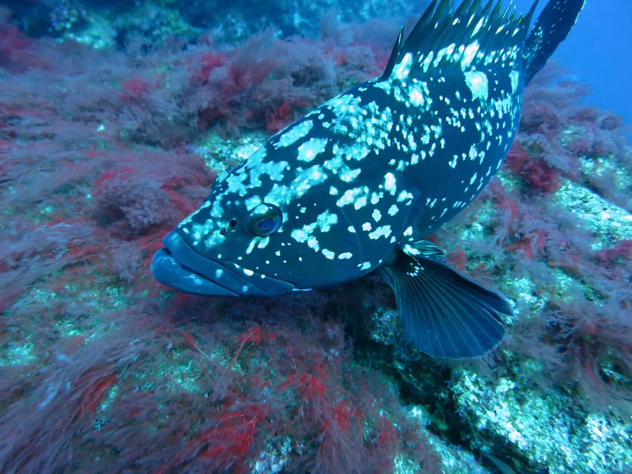 https://pixabay.com/en/grouper-fish-underwater-water-1275369/